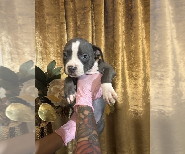 Medium Photo #1 American Bully Puppy For Sale in SEVERN, MD, USA