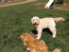 Small Photo #3 Goldendoodle Puppy For Sale in LOWER SALEM, OH, USA
