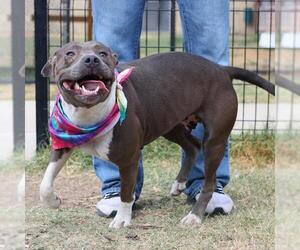 American Staffordshire Terrier-Unknown Mix Dogs for adoption in San Antonio, TX, USA