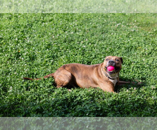 Medium Photo #5 American Pit Bull Terrier-Unknown Mix Puppy For Sale in Crete, IL, USA