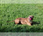 Small #4 American Pit Bull Terrier Mix