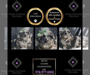 Goldendoodle (Miniature) Puppy for sale in WARSAW, IN, USA