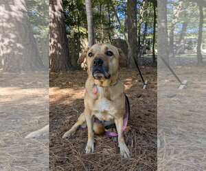 Mutt Dogs for adoption in Cary, NC, USA