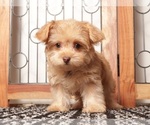 Small #2 YorkiePoo