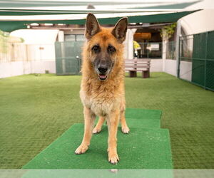 German Shepherd Dog Dogs for adoption in Pasadena, CA, USA