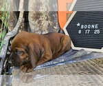 Small #1 Redbone Coonhound