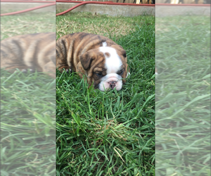 English Bulldog Puppy for sale in STEPHENVILLE, TX, USA