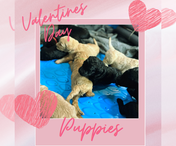 Medium Photo #1 Goldendoodle Puppy For Sale in LAWRENCEVILLE, GA, USA