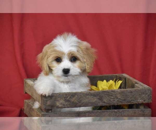Medium Photo #2 Cavachon Puppy For Sale in ELDORADO, OH, USA