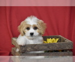 Small #1 Cavachon
