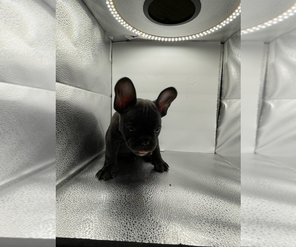 Medium Photo #15 French Bulldog Puppy For Sale in CLEARWATER, FL, USA