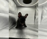 Small Photo #15 French Bulldog Puppy For Sale in CLEARWATER, FL, USA