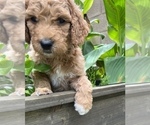 Small Photo #7 Goldendoodle Puppy For Sale in EL MIRAGE, AZ, USA
