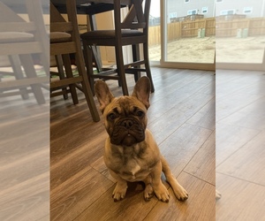 French Bulldog Puppy for sale in COLORADO SPRINGS, CO, USA