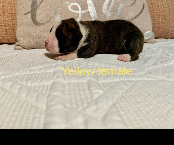 Medium Photo #13 Boxer Puppy For Sale in WALNUT GROVE, MO, USA