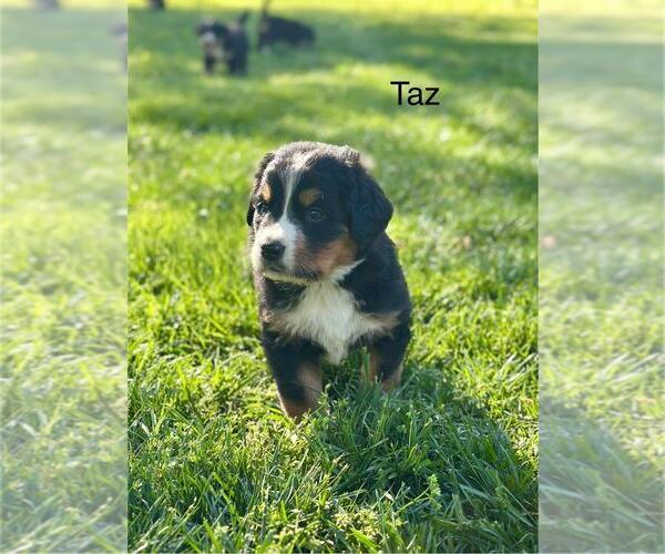 Medium Photo #11 Bernese Mountain Dog Puppy For Sale in FLOYD, VA, USA