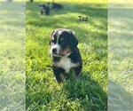 Small #10 Bernese Mountain Dog