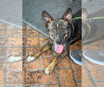 Small #3 German Shepherd Dog Mix