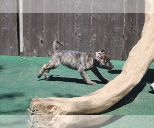 Presa Canario Puppy for Sale in OAKLEY, California USA