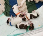 Small Photo #7 Wire Fox Terrier Puppy For Sale in BURLESON, TX, USA