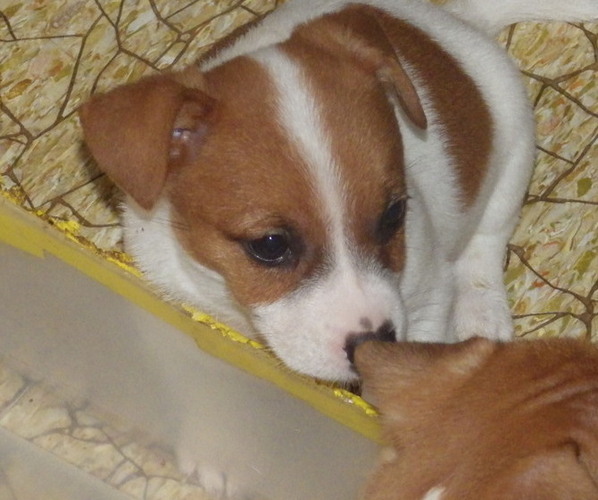 Medium Photo #10 Jack Russell Terrier Puppy For Sale in CINCINNATI, OH, USA