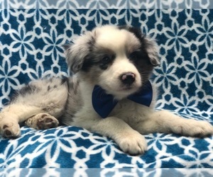 Australian Shepherd Puppy for sale in LAKELAND, FL, USA
