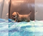 Small #2 Chihuahua