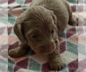 Dachshund Puppy for sale in CROSSVILLE, TN, USA