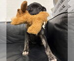 Small #4 Border Terrier-Labrador Retriever Mix