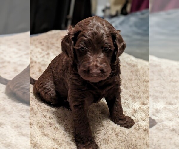 Medium Photo #2 Goldendoodle Puppy For Sale in PITTSGROVE, NJ, USA