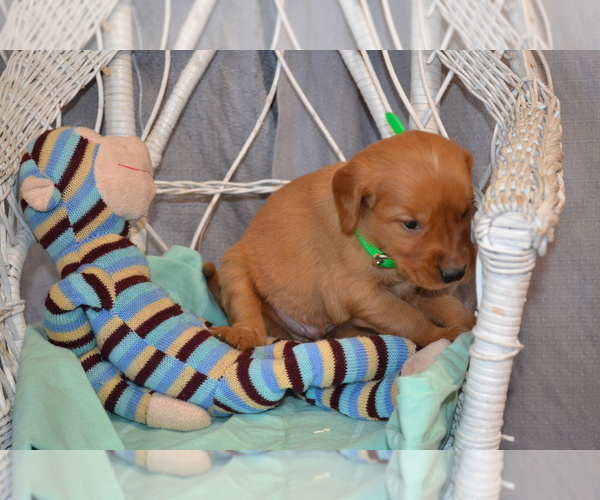 Medium Photo #4 Golden Retriever Puppy For Sale in OWEN, WI, USA