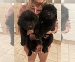 Small Photo #15 Newfoundland Puppy For Sale in TREMONTON, UT, USA