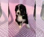 Puppy Puppy 1 Australian Shepherd