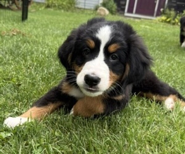 Medium Photo #2 Bernese Mountain Dog Puppy For Sale in SPRINGFIELD, OH, USA