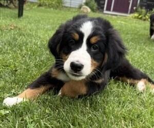 Medium Bernese Mountain Dog
