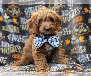 Cocker Spaniel-Poodle (Miniature) Mix Puppy for sale in LAKELAND, FL, USA