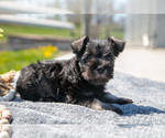 Puppy Trixie Schnauzer (Miniature)