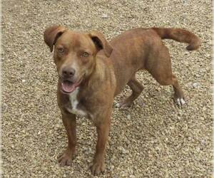 Kaiya - Female Labrador Retriever-Unknown Mix Dog for Adoption - Photo #7