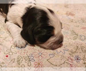 English Springer Spaniel Puppy for Sale in WEST FULTON, New York USA