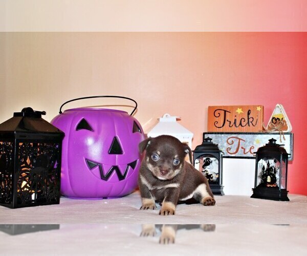 Medium Photo #3 Chihuahua Puppy For Sale in CHARLESTON, AR, USA