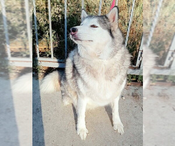 Medium Photo #6 Alaskan Malamute Puppy For Sale in Fallbrook, CA, USA