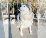 Small #5 Alaskan Malamute