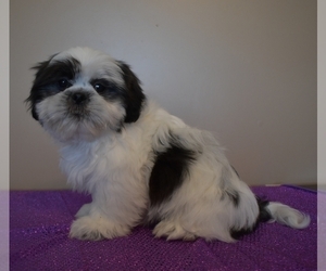 Shih Tzu Puppy for sale in DOWNING, MO, USA