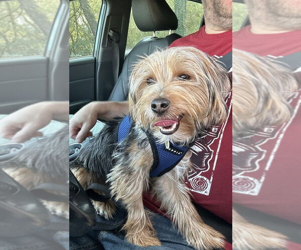 Medium Photo #6 Mutt Puppy For Sale in Candler, NC, USA