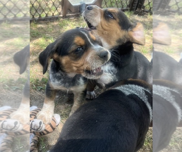 Medium Photo #6 Bluetick Beagle Puppy For Sale in TARBORO, NC, USA