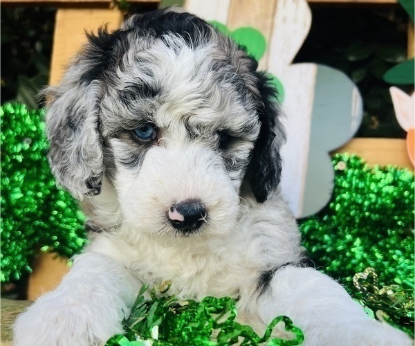 Medium Photo #4 Sheepadoodle Puppy For Sale in HUNTINGTON BEACH, CA, USA