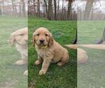 Small Photo #8 Golden Retriever Puppy For Sale in MILLERSBURG, OH, USA
