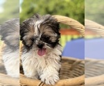 Small #2 Shih Tzu