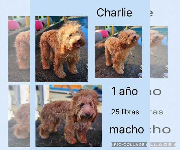 Medium Photo #2 Cockapoo (Miniature) Puppy For Sale in Virginia Beach, VA, USA