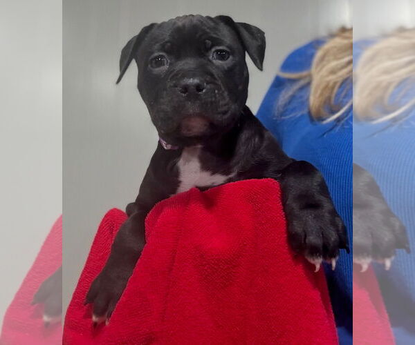 Medium Photo #3 Mutt Puppy For Sale in Clarkston, MI, USA